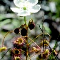 Climbing Sundew