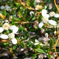 Propeller Plant or Winged Spyridium