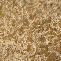 Kneed Wallaby Grass