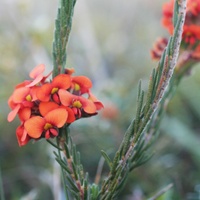 Showy Parrot-pea