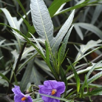 Large Kangaroo Apple