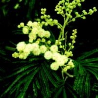 Black Wattle