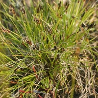 Common Bog-sedge