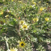 Cape Weed