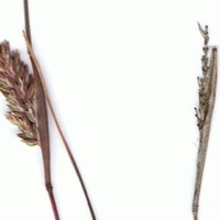 Desmazeria