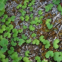 Stinking Pennywort