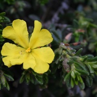 Silky Guinea Flower