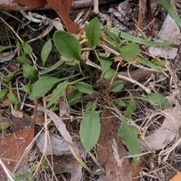 Sheep's Sorrel