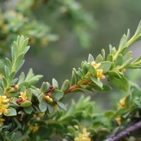 Thyme Rice-flower