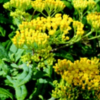 Scented Groundsel