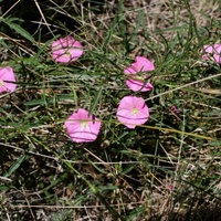 Blushing Bindweed