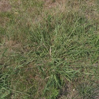 Paspalum