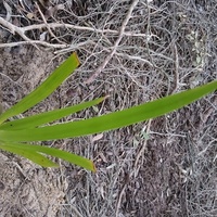 Coast Sword-sedge