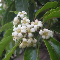 Sweet Pittosporum