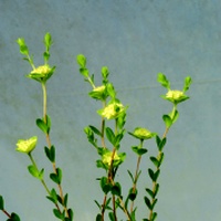 Yellow Rice-flower