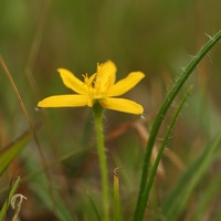 Golden Weather-grass