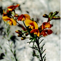 Heath or Smooth Parrot-pea