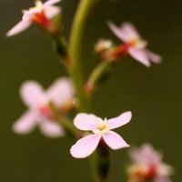 Grass-leaved Triggerplant