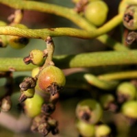 Coarse Dodder-laurel