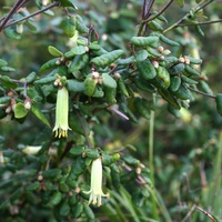 Common Correa