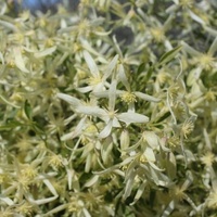 Small-leaved Clematis