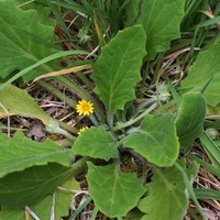 Austral Bear's Ear