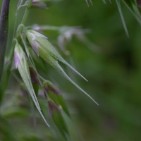 Annual Veldt Grass