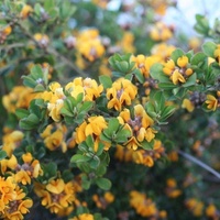 Large-leaf Bush-pea