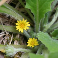 Austral Bear's Ear