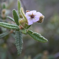 Paper flower