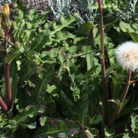 Dune Thistle