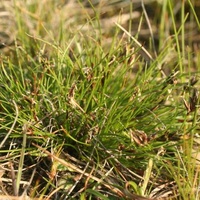 Common Bog-sedge