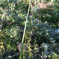 Tall Leek-orchid