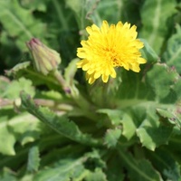 Dune Thistle