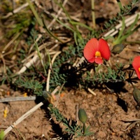 Red-ridng Hood Pea