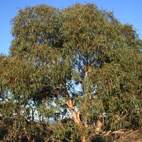 Bellarine Yellow Gum