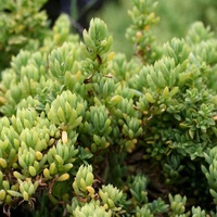 Coast Bone Fruit