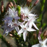 Common Fringe-myrtle