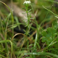 Common Woodruff