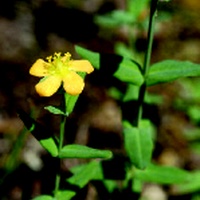 Small St John's Wort