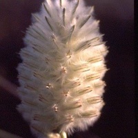 Feather Heads