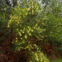 Sallow Wattle