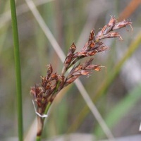 Slender or Little Sword-sedge