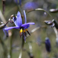 Coastal Flax-lily