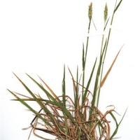 Sweet Vernal Grass