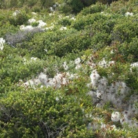 Small-leaved Clematis