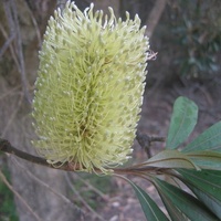 Coast Banksia