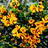 Golden Bush-pea