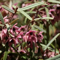 Slender Velvet-bush