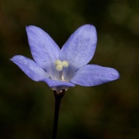 Tall Bluebell